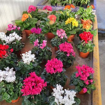 Blumen